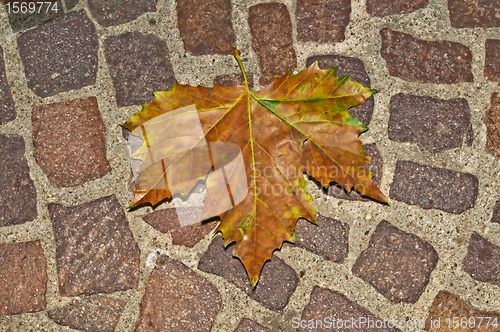 Image of autumnal painted leaf on cobblestone