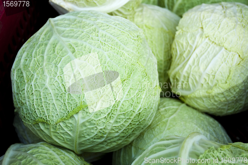Image of white kale