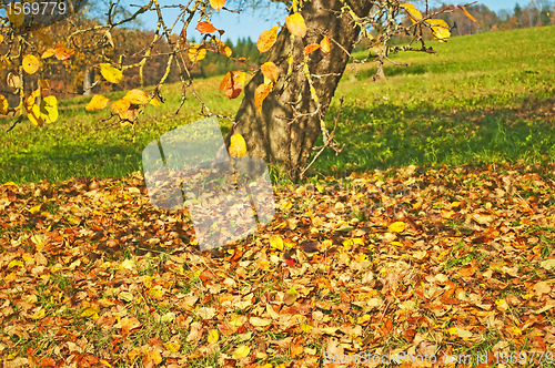 Image of autumnal painted leaves on a meadow