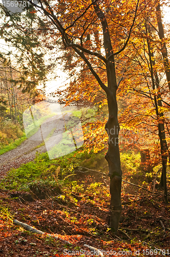 Image of autumnal painted forest with way