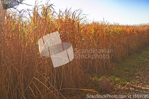 Image of switch grass