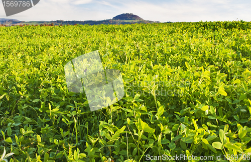 Image of field with green manure