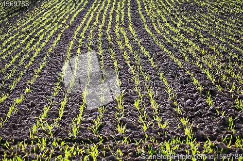 Image of winter wheat 