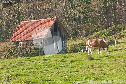 Image of cow with old barn