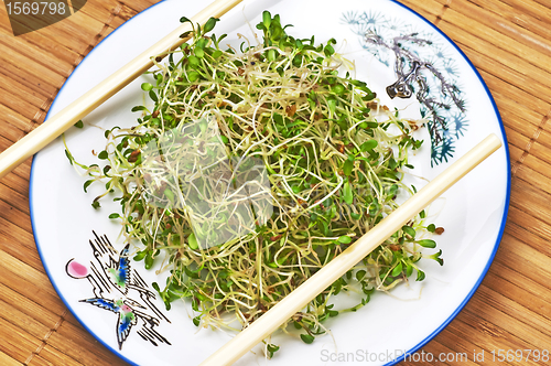 Image of sprouts