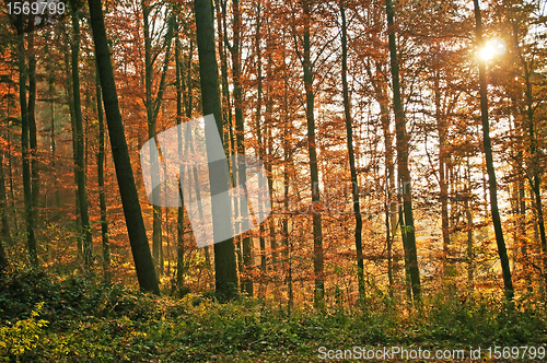 Image of autumnal painted forest 