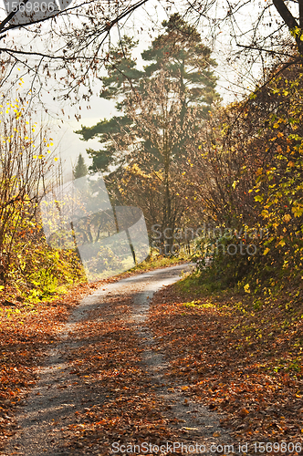 Image of autumnal painted forest with way