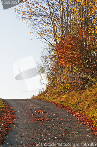 Image of autumnal painted forest with way