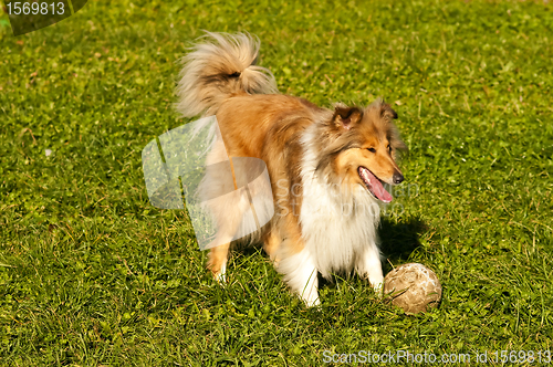 Image of  Collie with ball