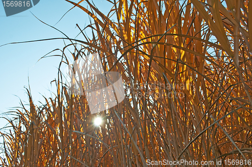 Image of switch grass