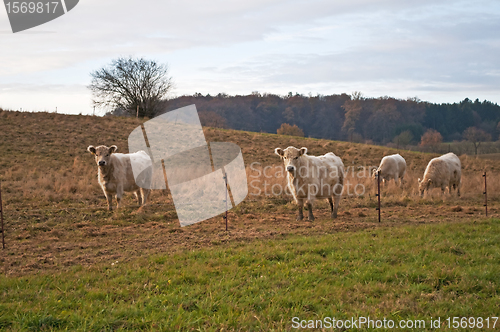 Image of galloway ox