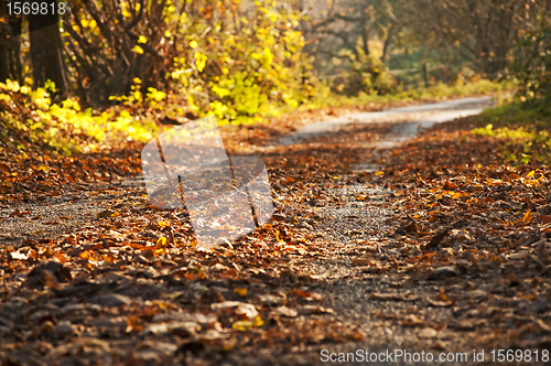 Image of autumnal colors