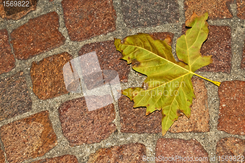 Image of autumnal painted leaf on cobblestone