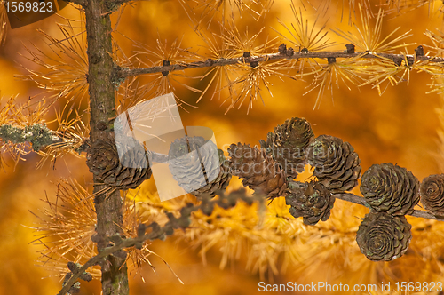 Image of larch in autumnal color