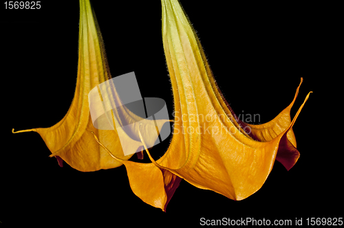 Image of Bloom of Brugmansia