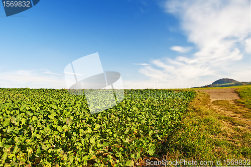 Image of field with green manure