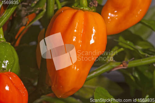 Image of Chili Naga Jolokia