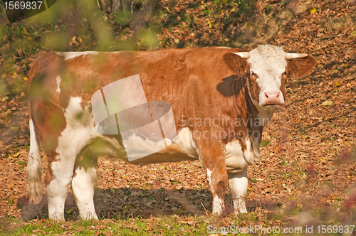 Image of cow in autumn