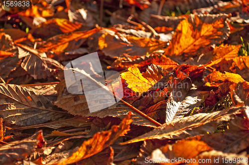 Image of autumnal colored leaves