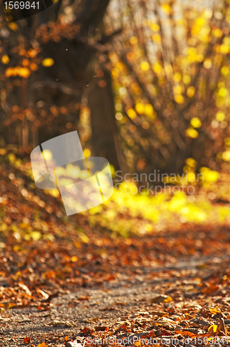Image of autumnal colors
