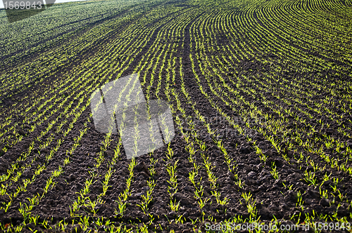 Image of winter wheat 