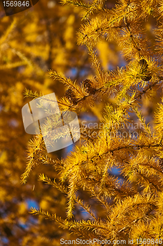 Image of larch in autumnal color