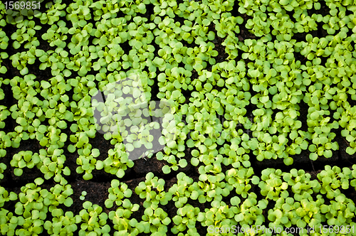 Image of seedlings of field salad