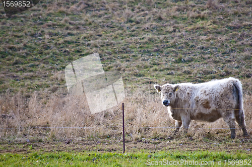 Image of galloway ox