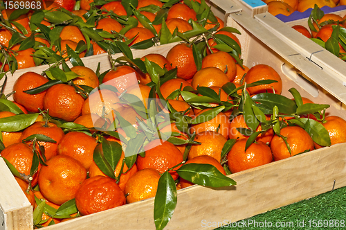 Image of mandarin