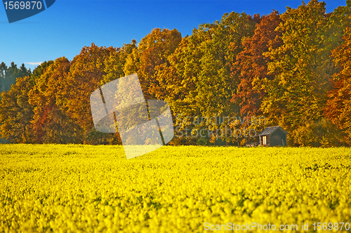 Image of field of mustard with autumnal painted forest