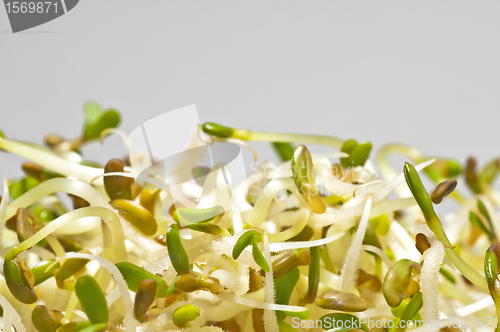 Image of alfalfa-sprouts