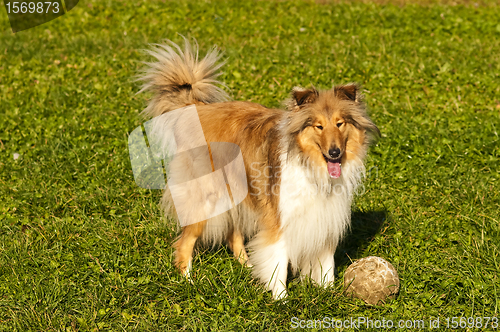 Image of  Collie with ball