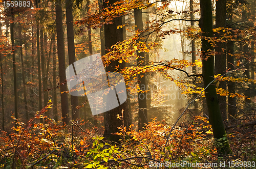 Image of autumnal painted forest 