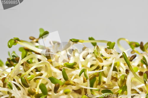 Image of alfalfa-sprouts