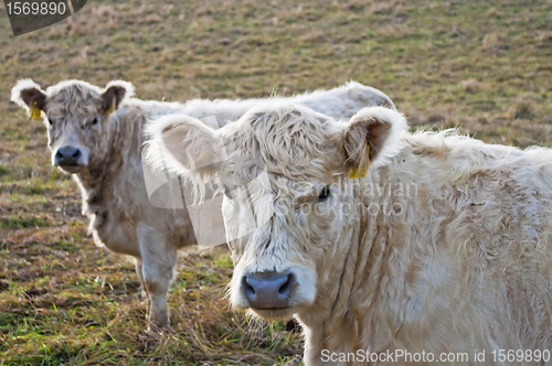 Image of galloway ox