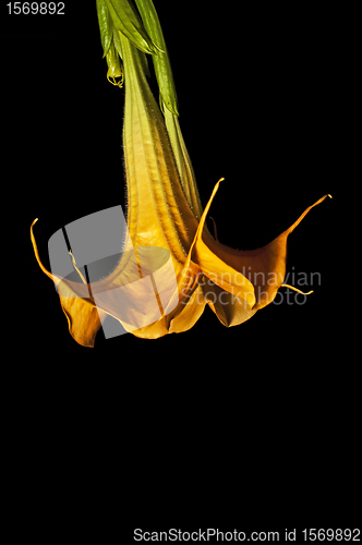 Image of Bloom of Brugmansia