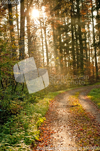 Image of autumnal painted forest 