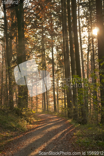 Image of autumnal painted forest 