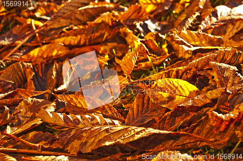 Image of autumnal colored leaves