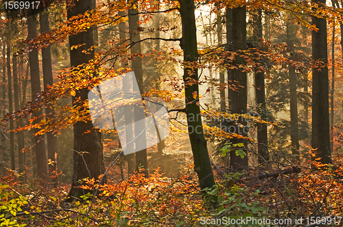 Image of autumnal painted forest 