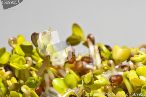 Image of radish sprouts