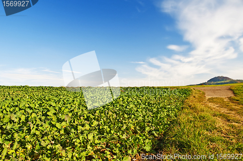 Image of field with green manure