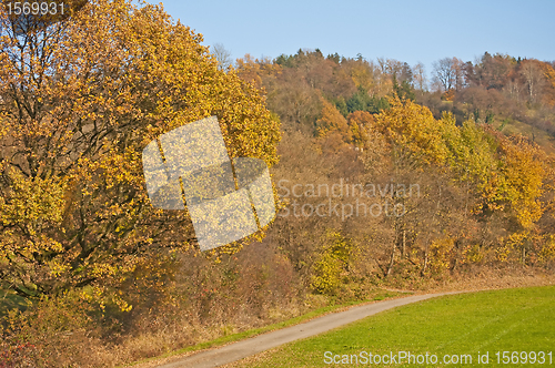 Image of autumnal painted forest with way