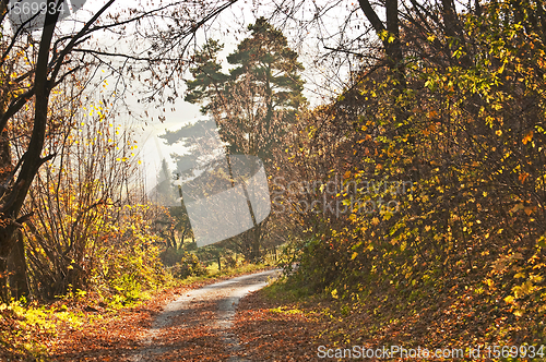 Image of autumnal painted forest with way