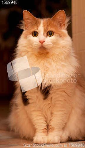 Image of Ginger cat on a dark background