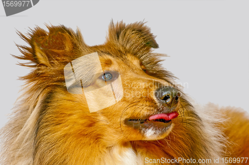 Image of American truebred collie dog