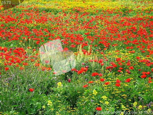 Image of Poppy red, daisy yellow. Cyprus