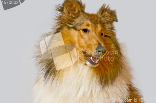 Image of American truebred collie dog