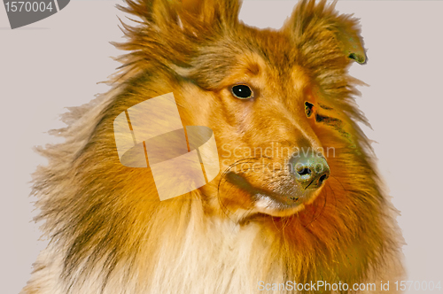 Image of American truebred collie dog