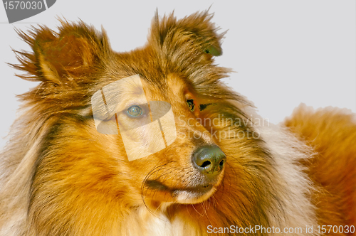 Image of American truebred collie dog